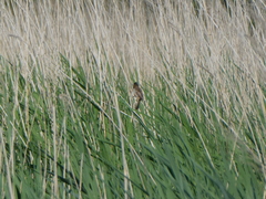 Acrocephalus melanopogon