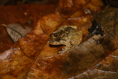 Limnonectes deinodon