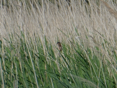 Acrocephalus melanopogon