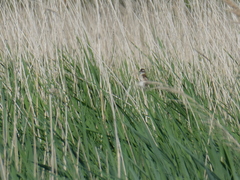 Acrocephalus melanopogon