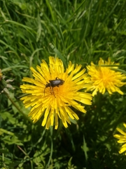 Brachyta interrogationis