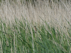 Acrocephalus melanopogon