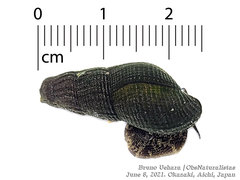 Semisulcospira