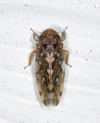 Xestocephalus similis