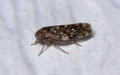 Xestocephalus similis