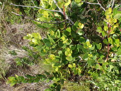 Pterocelastrus tricuspidatus