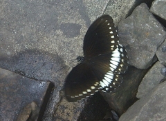 Papilio dravidarum