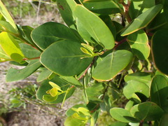 Pterocelastrus tricuspidatus