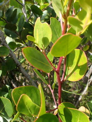 Pterocelastrus tricuspidatus