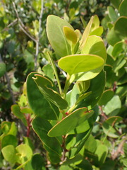 Pterocelastrus tricuspidatus