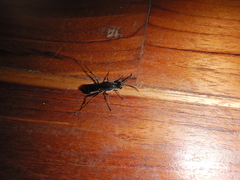 Chalybion zimmermanni