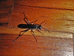 Chalybion zimmermanni