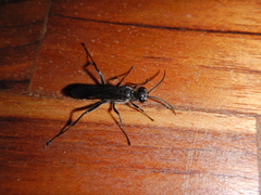 Chalybion zimmermanni