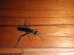 Chalybion zimmermanni