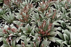 Pleurophyllum hookeri