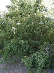 Tracheophyta