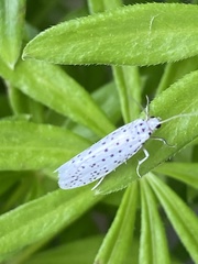 Yponomeuta multipunctella