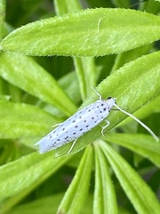 Yponomeuta multipunctella