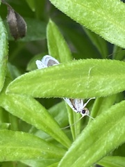 Yponomeuta multipunctella