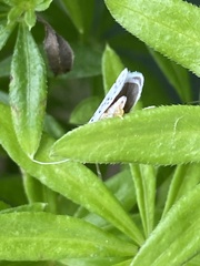 Yponomeuta multipunctella