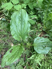 Plantago major