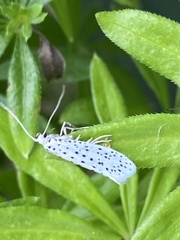 Yponomeuta multipunctella