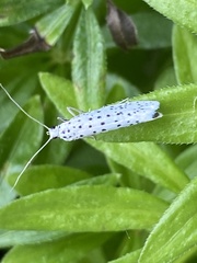 Yponomeuta multipunctella