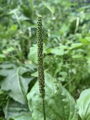 Plantago major