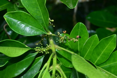 Melicope triphylla