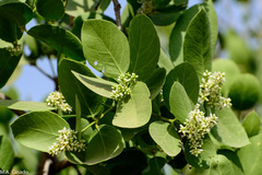 Dobera glabra