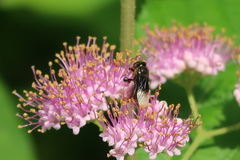Homotrigona apicalis