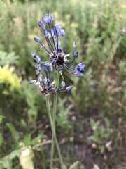 Allium caeruleum