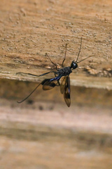 Pristaulacus comptipennis