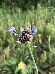 Allium caeruleum