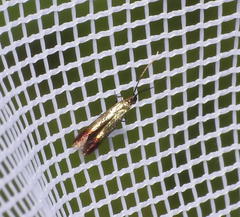 Coleophora maritella