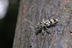 Chlorophorus macaumensis