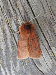 Phragmatobia assimilans