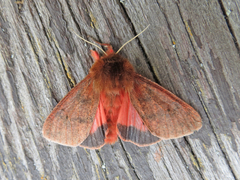 Phragmatobia assimilans