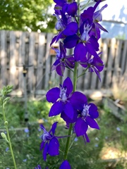 Delphinium exaltatum