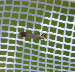 Coleophora maritella