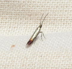 Coleophora maritella