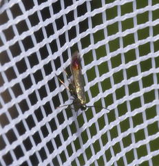 Coleophora maritella