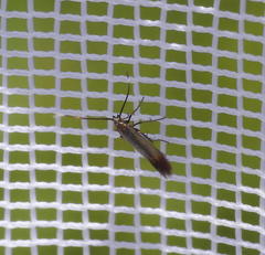 Coleophora maritella