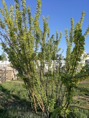 Caragana arborescens