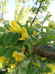 Caragana arborescens