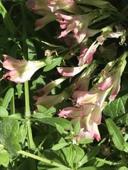 Alstroemeriaceae