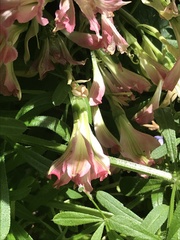 Alstroemeriaceae