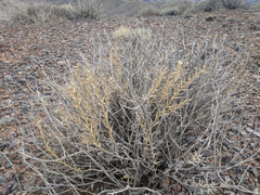 Hecastocleis shockleyi