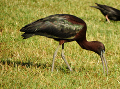 Plegadis falcinellus