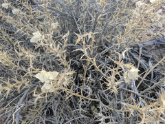 Hecastocleis shockleyi